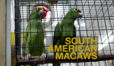 south african macaw